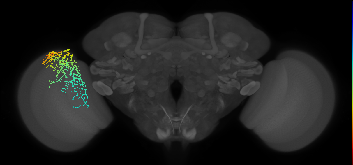 Dm20_L (MaleCNS:25965)