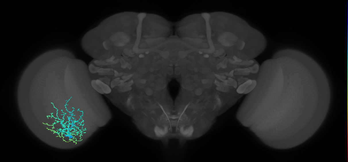 Dm20_L (MaleCNS:526605)