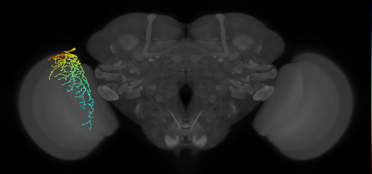 Dm20_L (MaleCNS:28962)