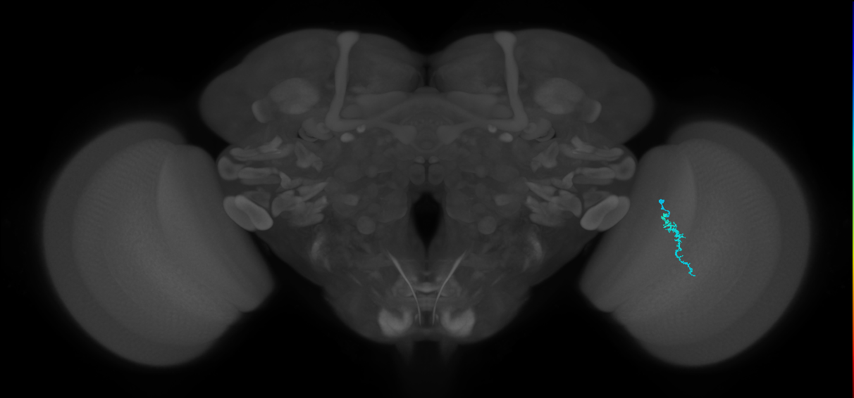 Dm3a_R (MaleCNS:140510)