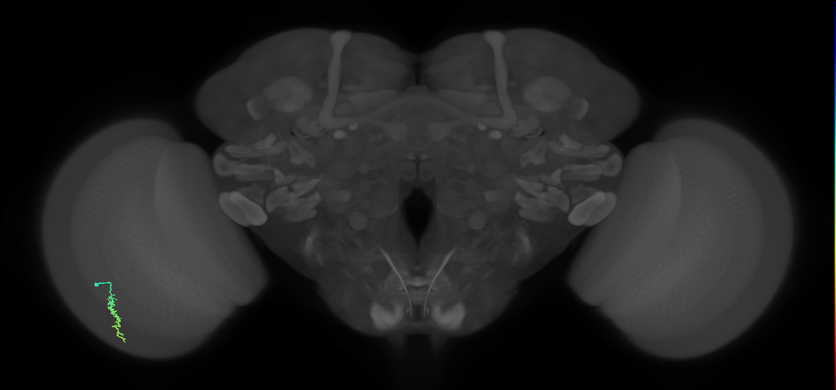 Dm3a_L (MaleCNS:109778)