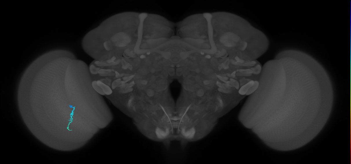 Dm3a_L (MaleCNS:215592)