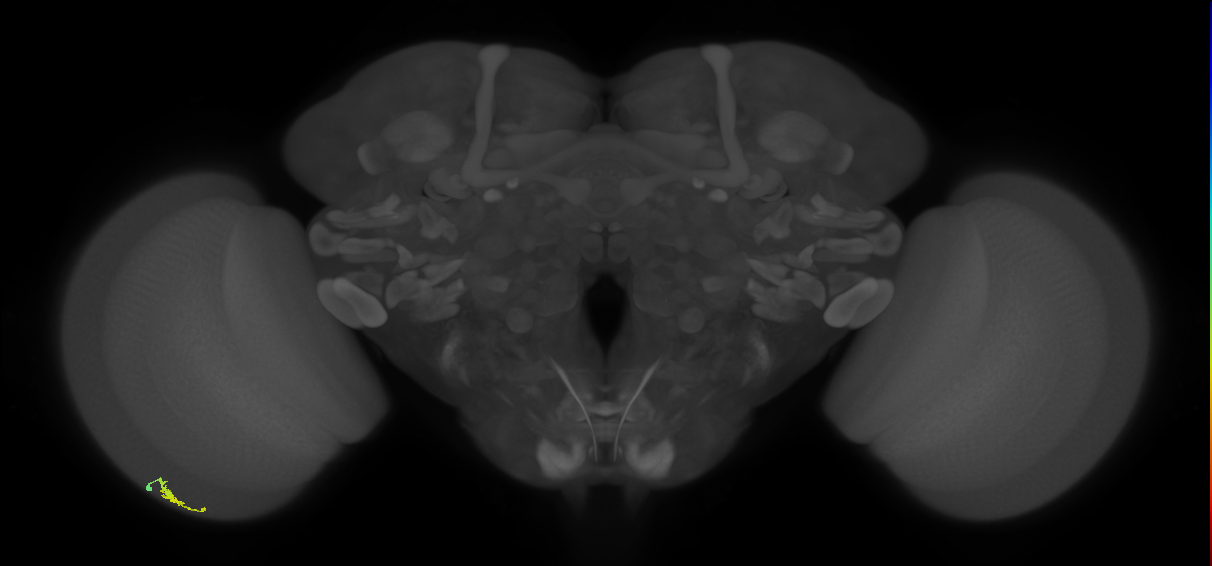 Dm3a_L (MaleCNS:548923)
