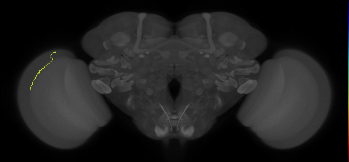 Dm3a_L (MaleCNS:534256)