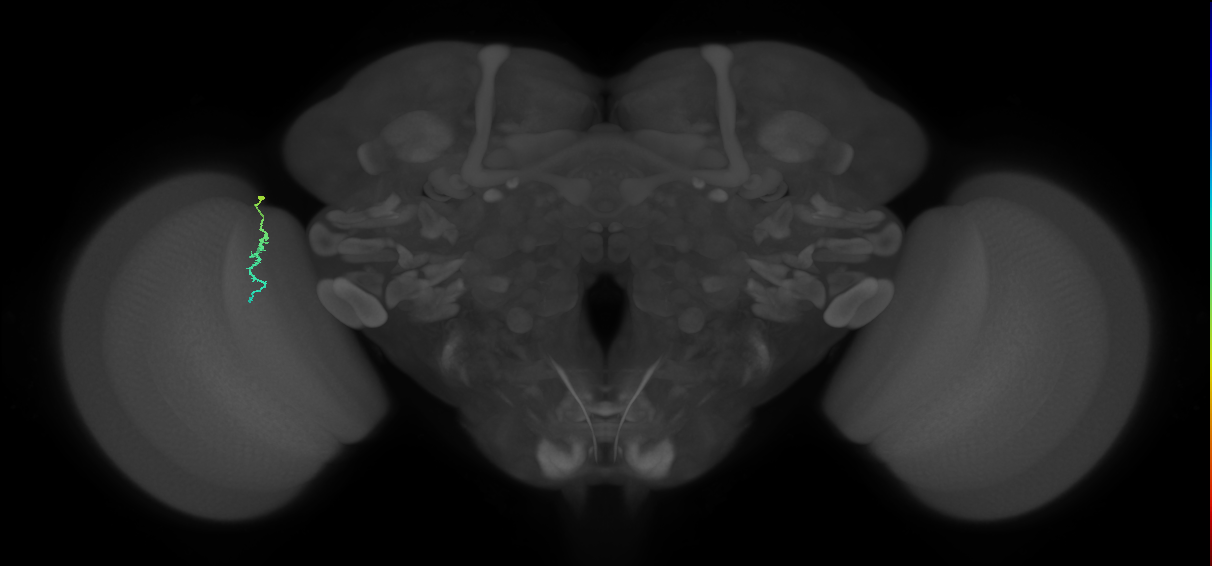 Dm3a_L (MaleCNS:234021)