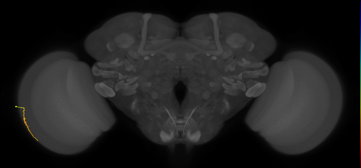 Dm3a_L (MaleCNS:214954)