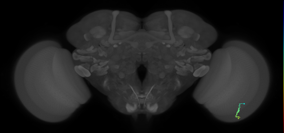 Dm3a_R (MaleCNS:127746)