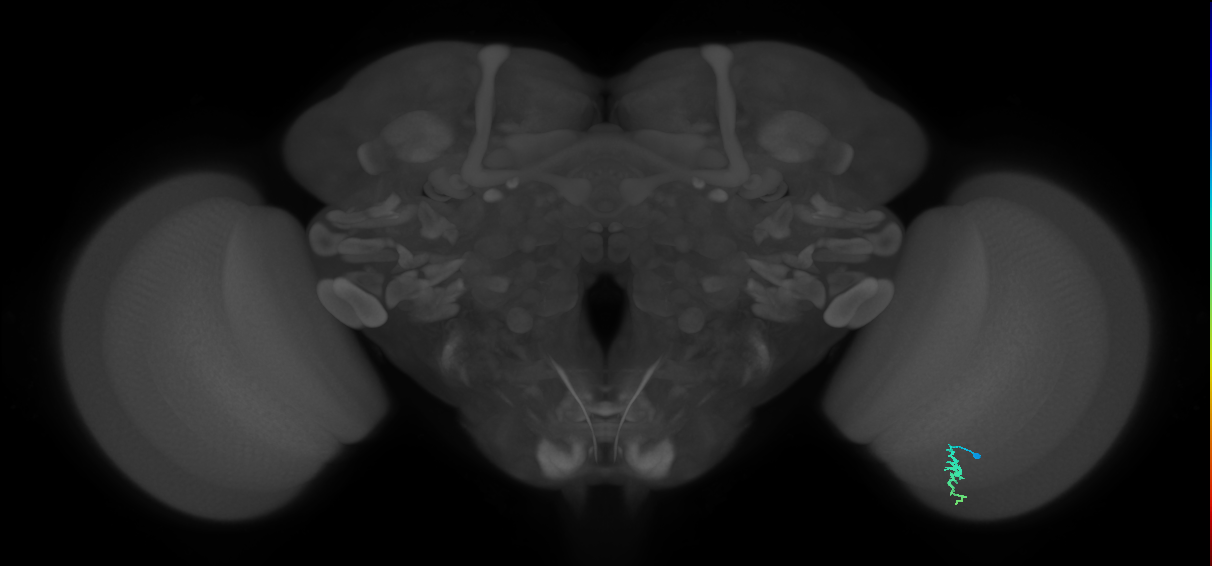 Dm3a_R (MaleCNS:129183)