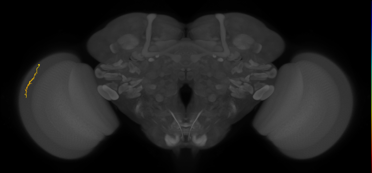 Dm3a_L (MaleCNS:149215)