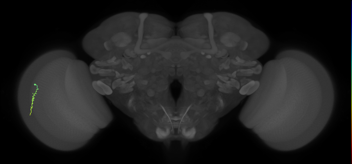 Dm3a_L (MaleCNS:543727)
