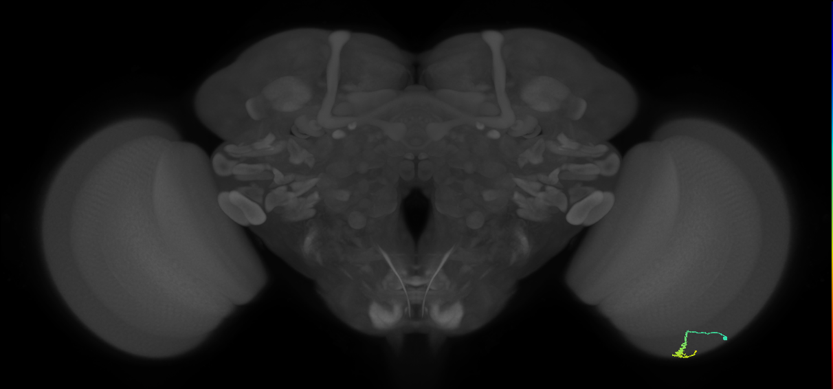 Dm3a_R (MaleCNS:123484)