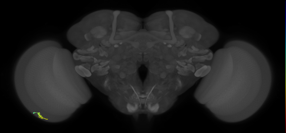 Dm3a_L (MaleCNS:140513)