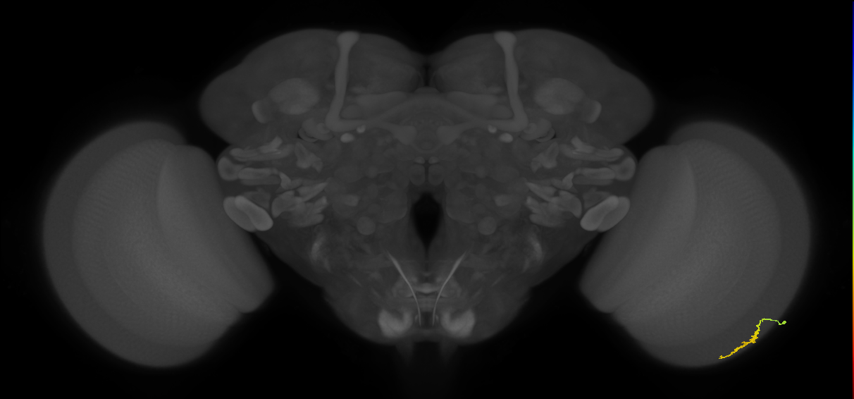 Dm3a_R (MaleCNS:133426)