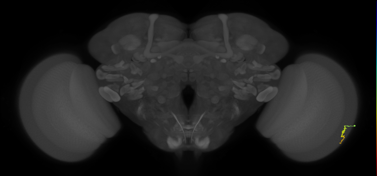 Dm3a_R (MaleCNS:124012)