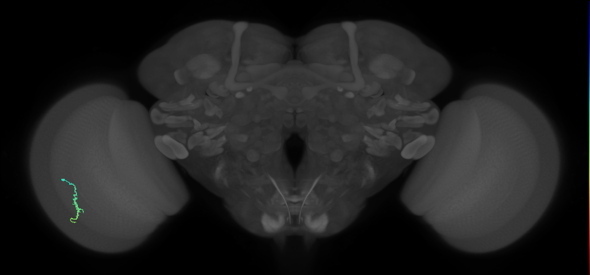 Dm3a_L (MaleCNS:170162)