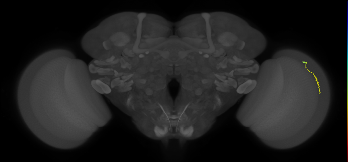 Dm3a_R (MaleCNS:139172)