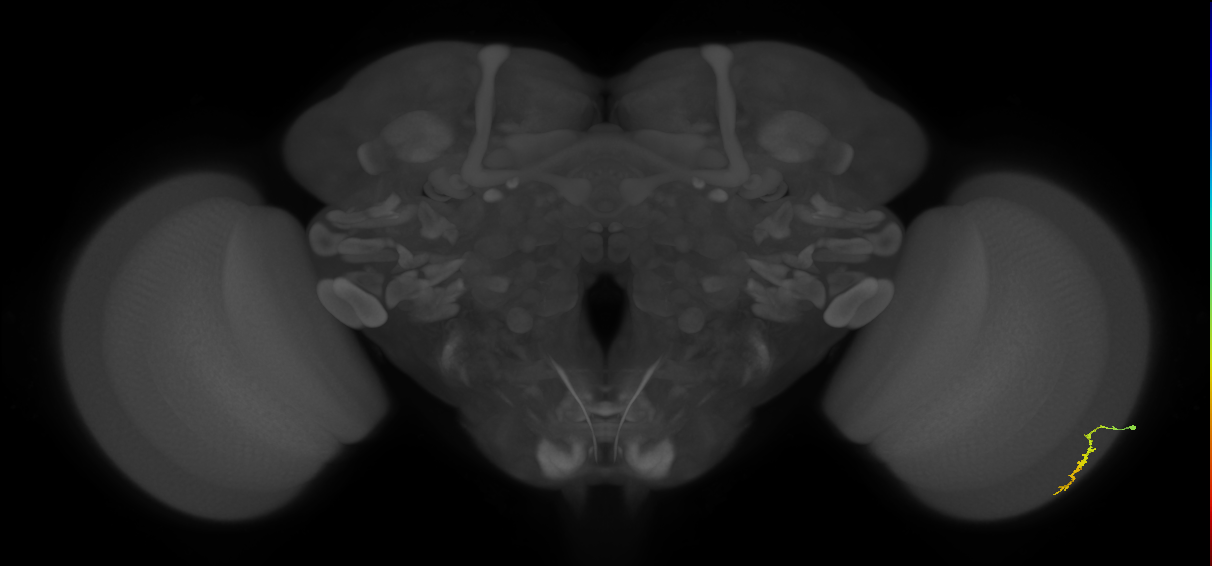 Dm3a_R (MaleCNS:128092)