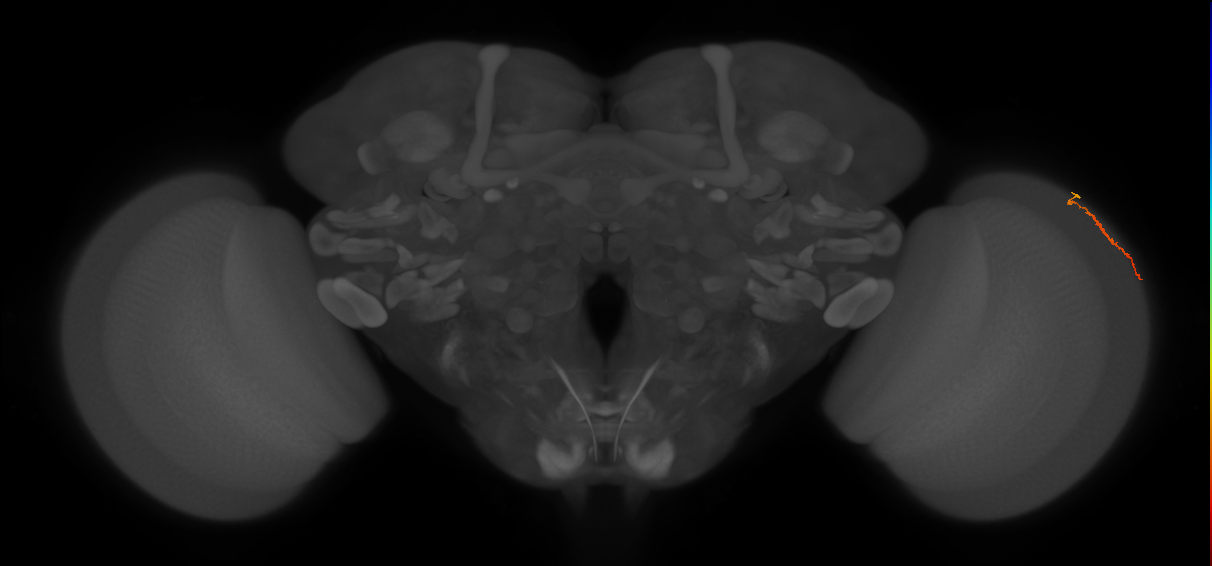 Dm3a_R (MaleCNS:140343)