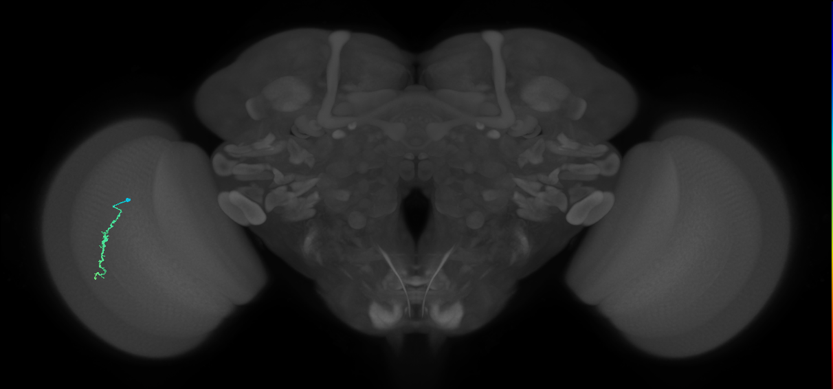 Dm3a_L (MaleCNS:541404)