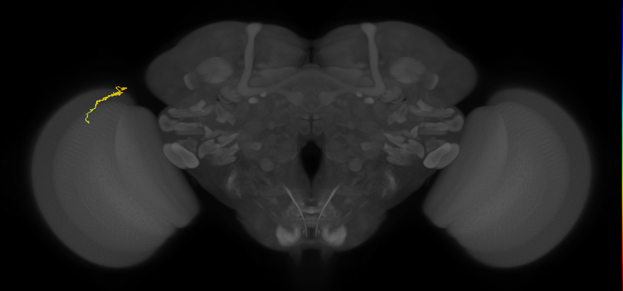 Dm3a_L (MaleCNS:150588)