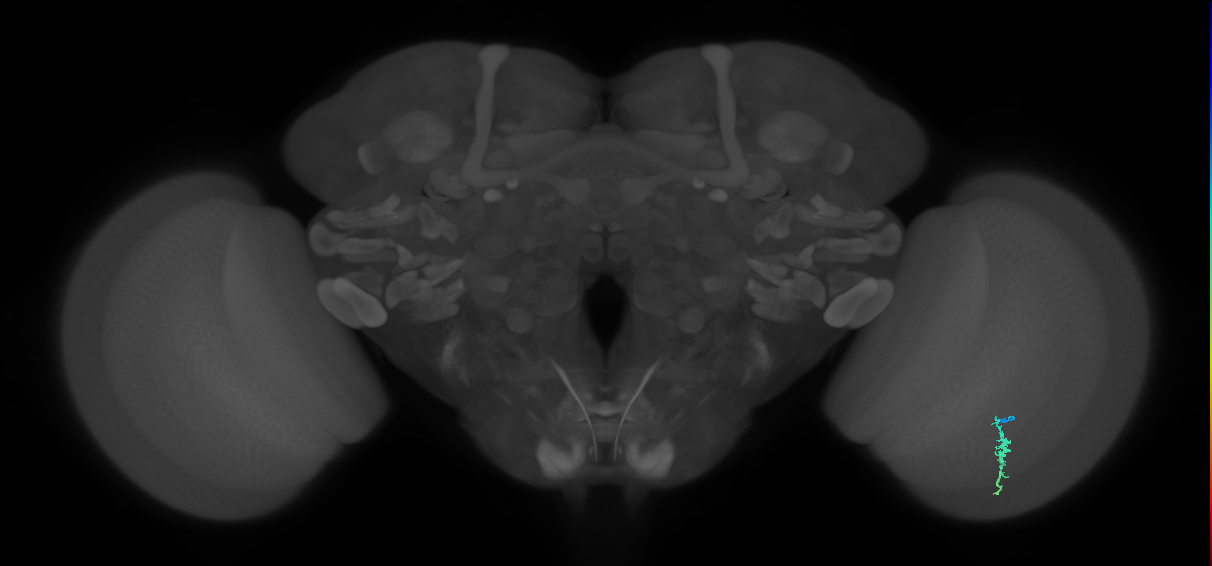 Dm3a_R (MaleCNS:129405)