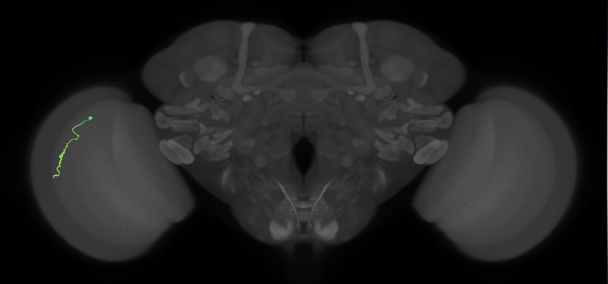 Dm3a_L (MaleCNS:544316)