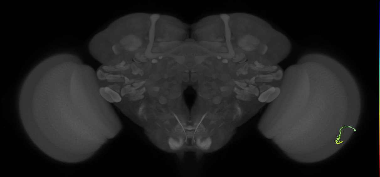 Dm3a_R (MaleCNS:118179)