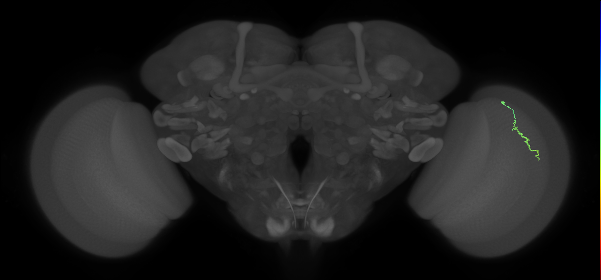 Dm3a_R (MaleCNS:146530)