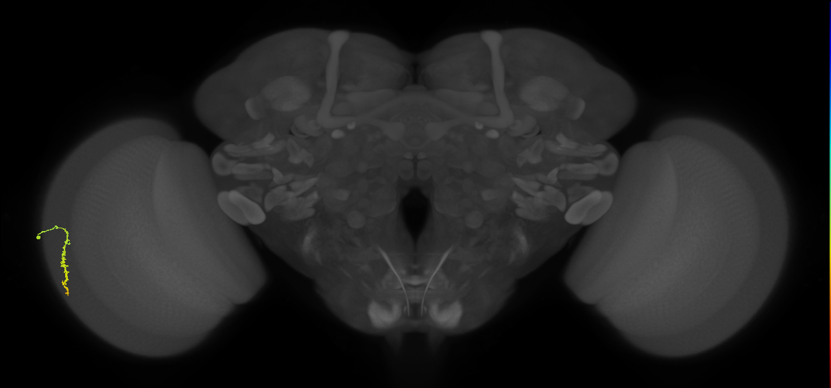 Dm3a_L (MaleCNS:545341)