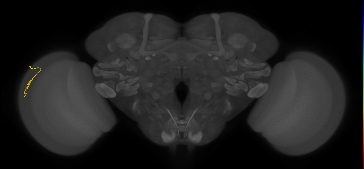 Dm3a_L (MaleCNS:130394)