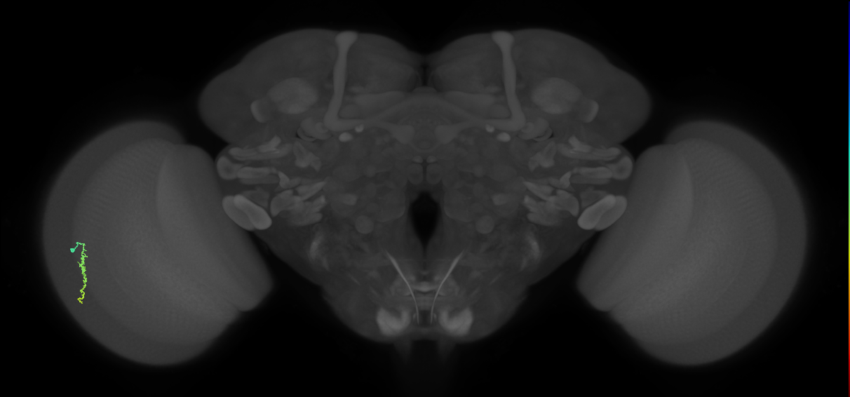 Dm3a_L (MaleCNS:172931)