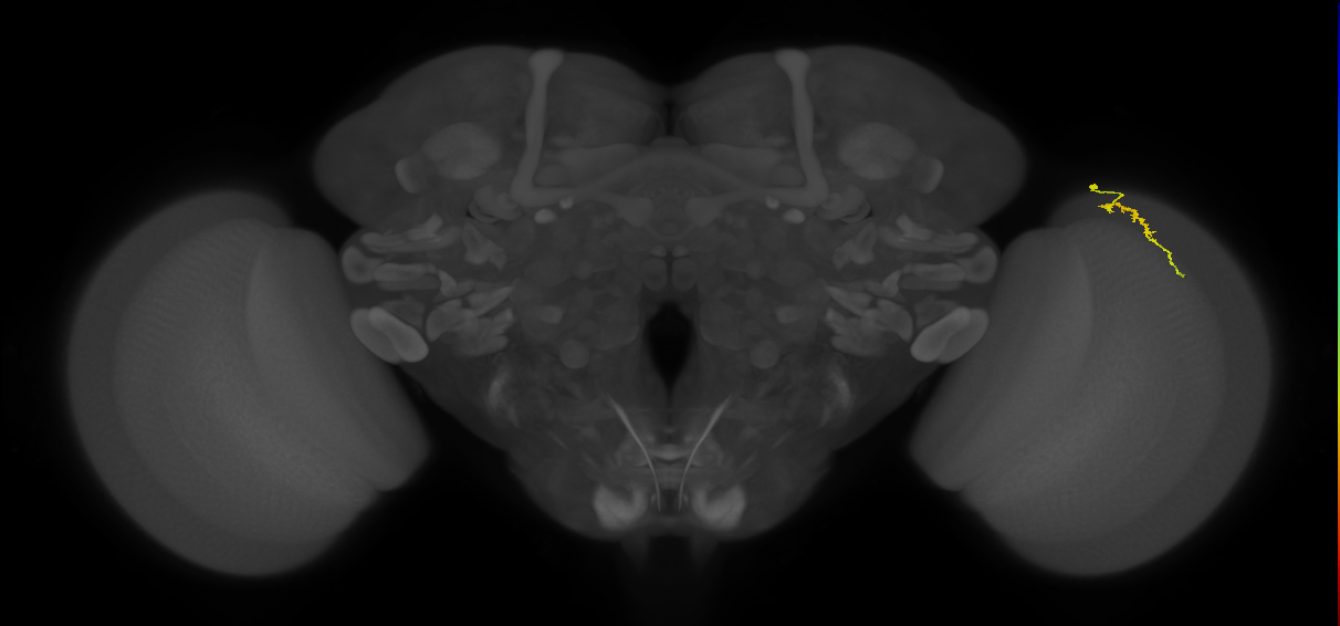 Dm3a_R (MaleCNS:151434)