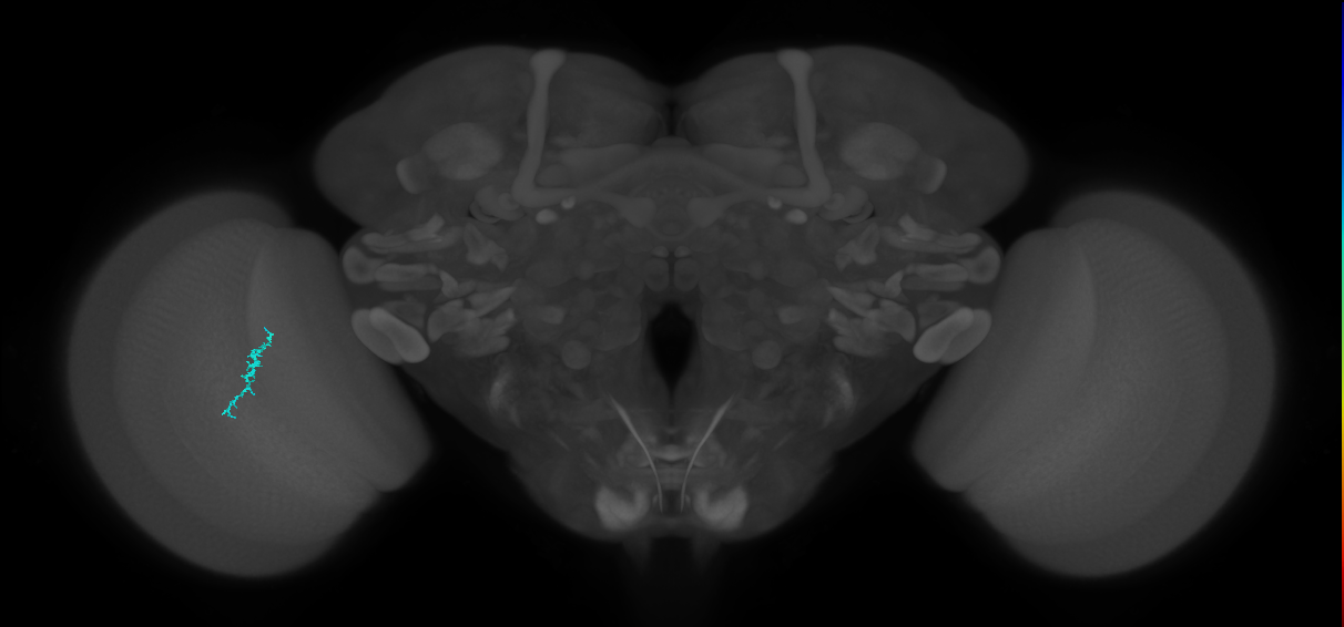 Dm3a_L (MaleCNS:145529)