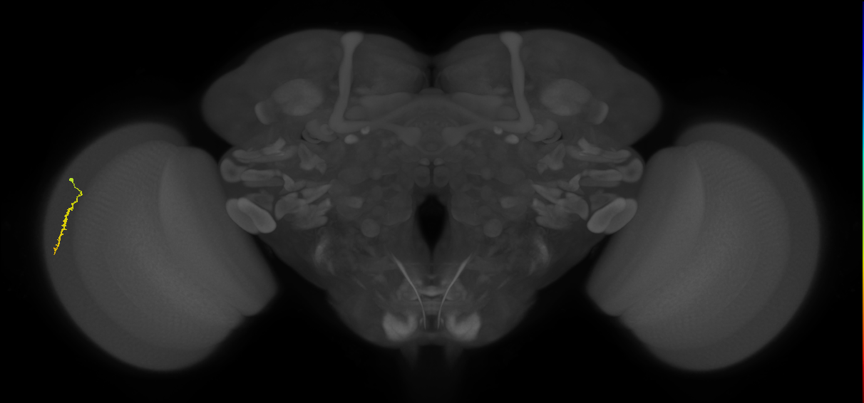 Dm3a_L (MaleCNS:45287)