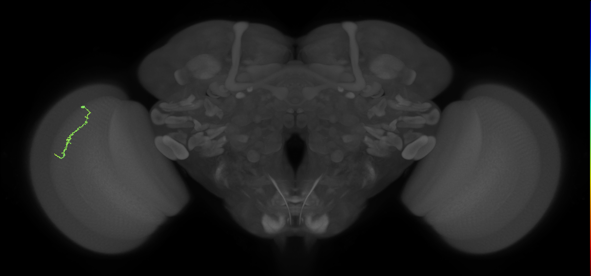 Dm3a_L (MaleCNS:181162)