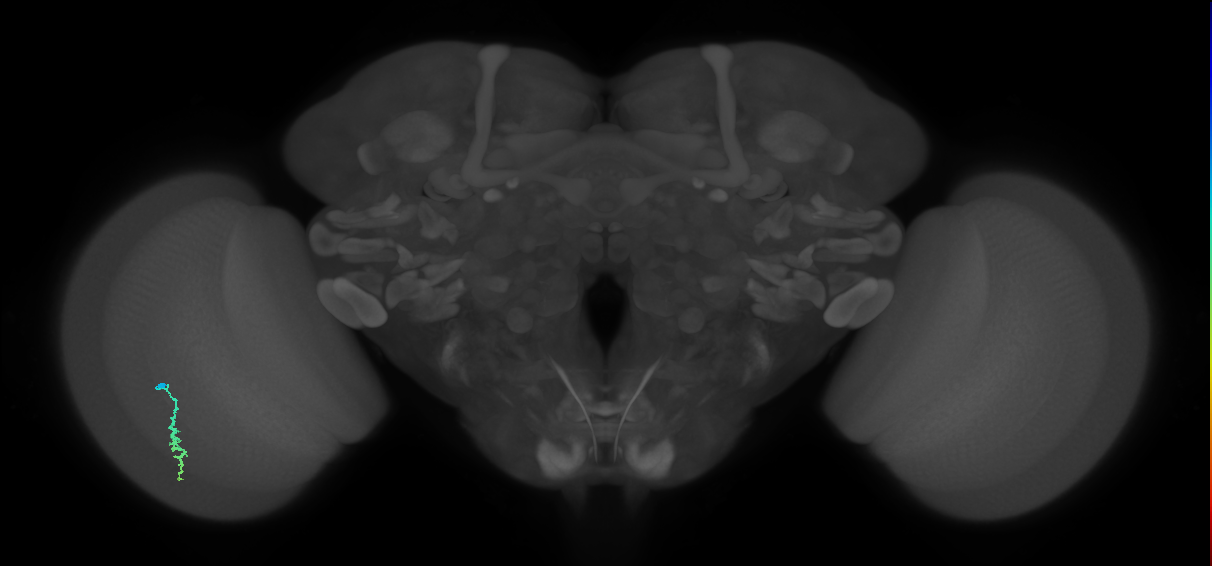 Dm3a_L (MaleCNS:560856)