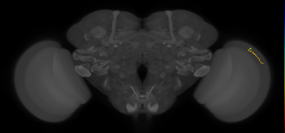 Dm3a_R (MaleCNS:152751)