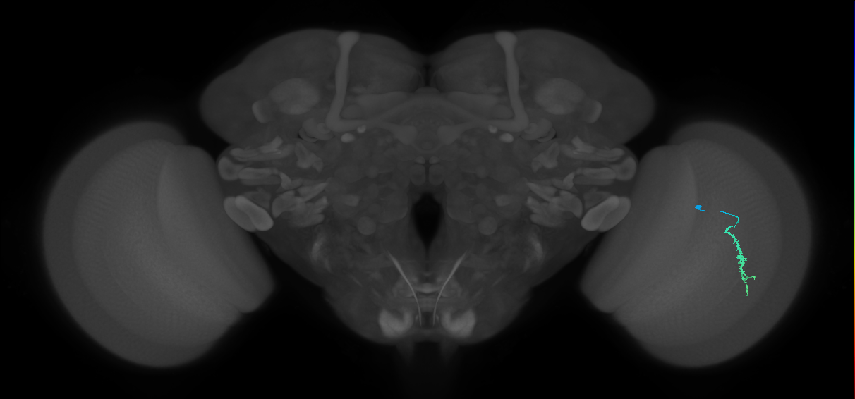 Dm3a_R (MaleCNS:124474)