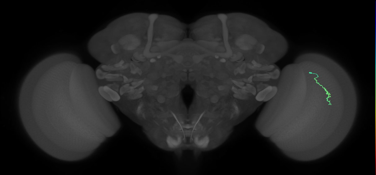 Dm3a_R (MaleCNS:146248)