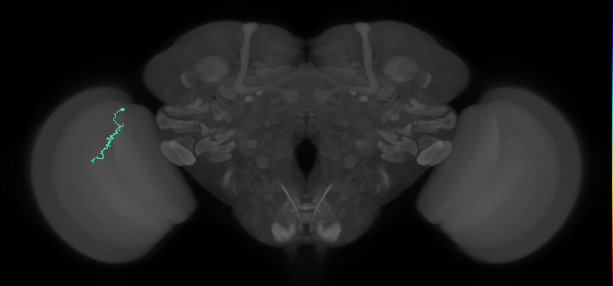Dm3a_L (MaleCNS:206541)