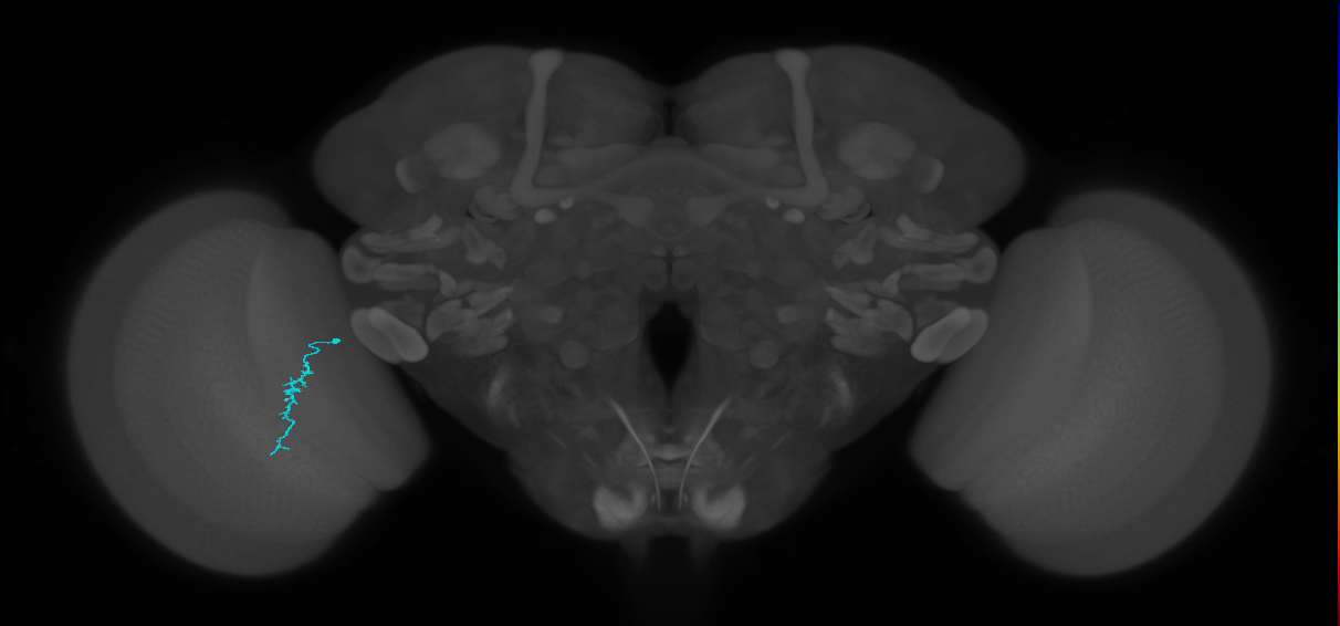 Dm3a_L (MaleCNS:551554)