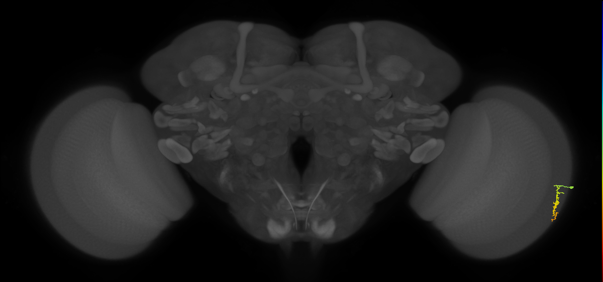 Dm3a_R (MaleCNS:166382)