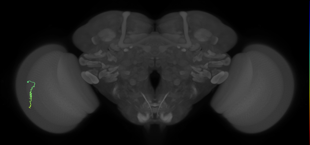 Dm3a_L (MaleCNS:171356)