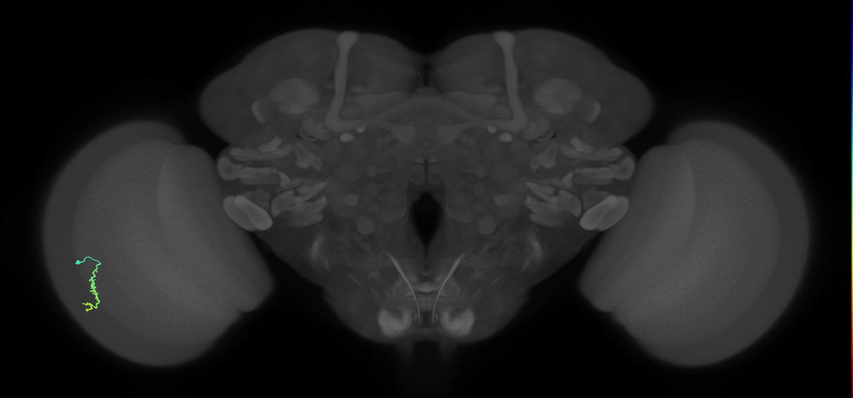 Dm3a_L (MaleCNS:156452)