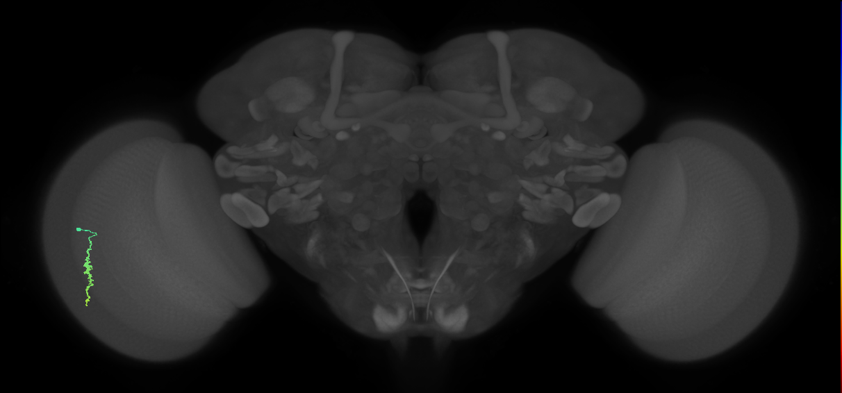 Dm3a_L (MaleCNS:515314)