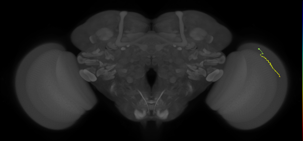 Dm3a_R (MaleCNS:147910)