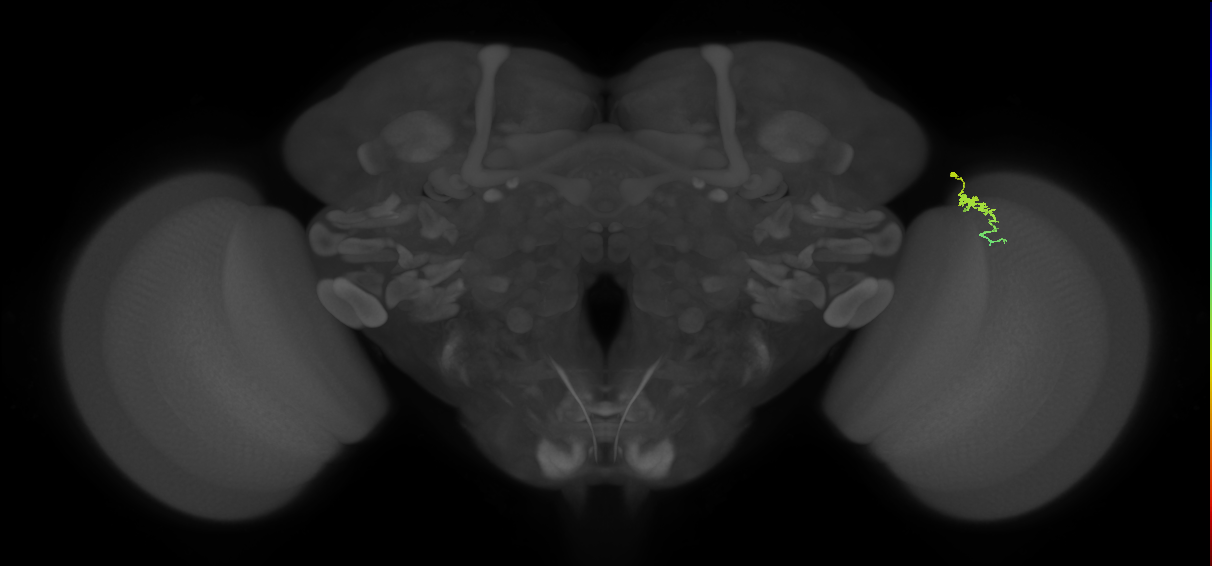 Dm3a_R (MaleCNS:145029)