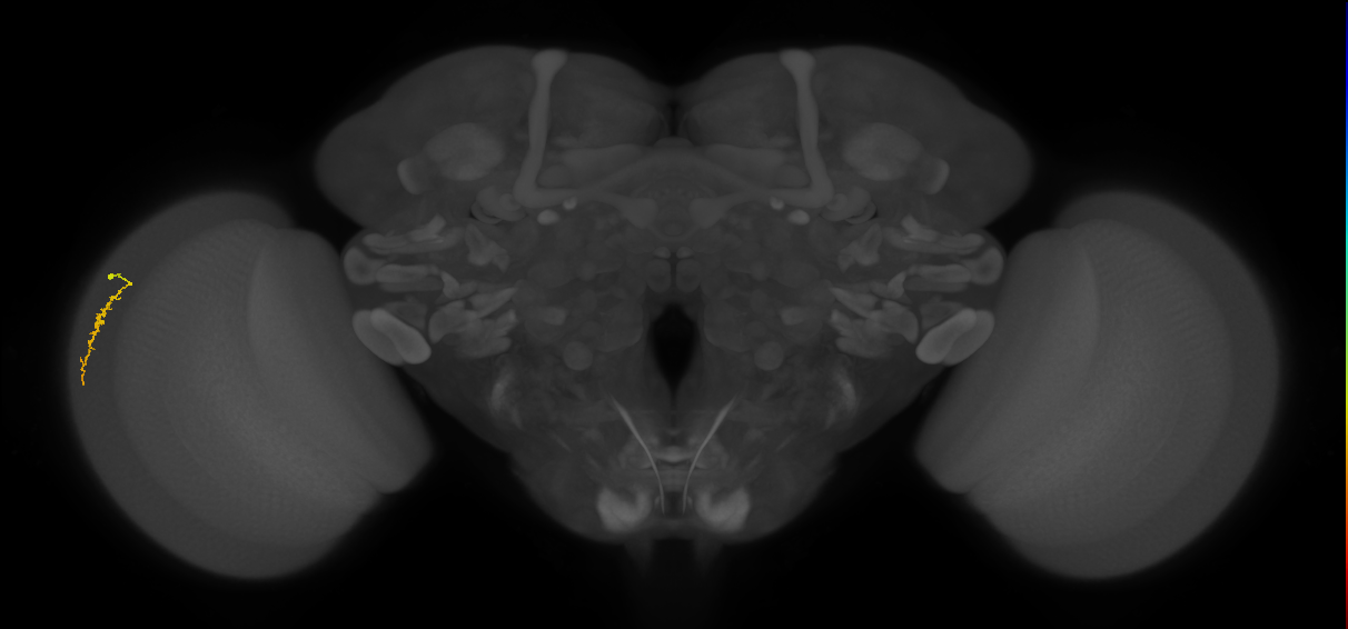 Dm3a_L (MaleCNS:130736)