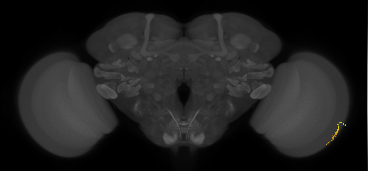 Dm3a_R (MaleCNS:116240)