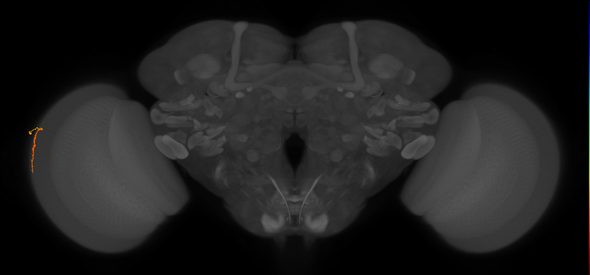 Dm3a_L (MaleCNS:148325)